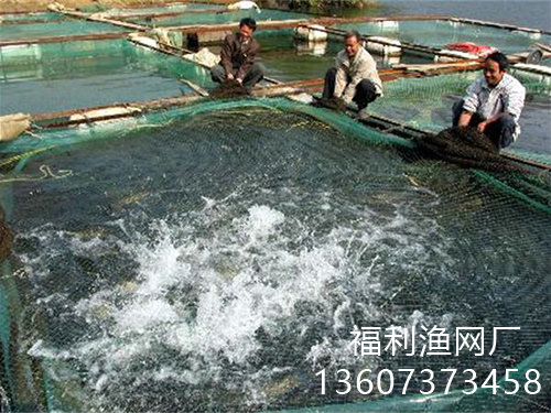 泥鰍養(yǎng)殖